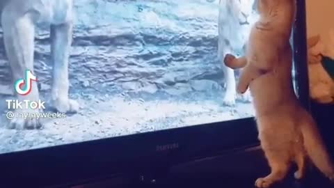 Cat Reaction Watching Male Lions on Tv 😅😅😅😅😅