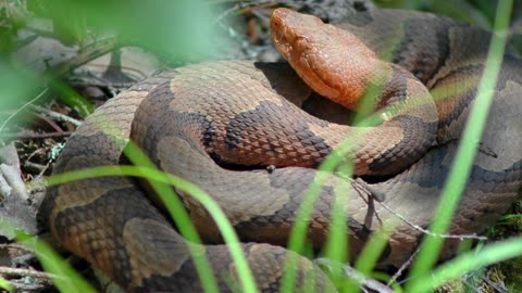 Copperhead Secrets the Government Isn't Telling You