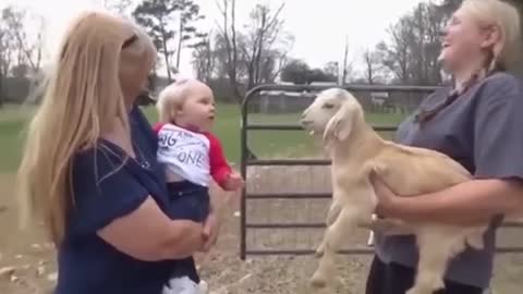 Try not to laugh watching funny video animals p14