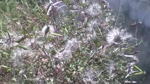 Several dandelion plants on the road, the one we blow and fly! [Nature & Animals]