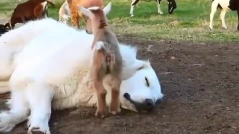 Baby goat playing with huge dog