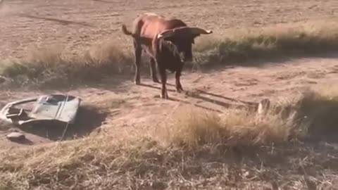 MAssive bull breaks the door of the car - amazing powerful bull - animal videos