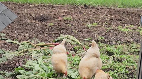 OMC! Rhubarb is bad for chickens. They seem to know it! #chickenlife #rhubarb #orpington #shorts