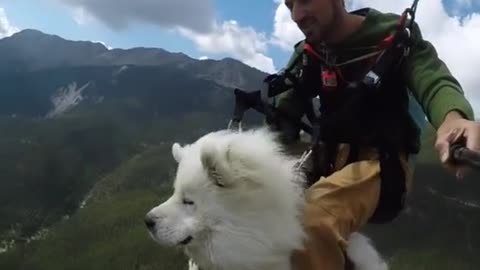 Dog paragliding with santa