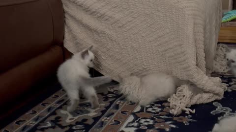 Ragdoll Kittens