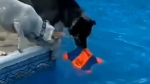 Dog playing swimming pool.