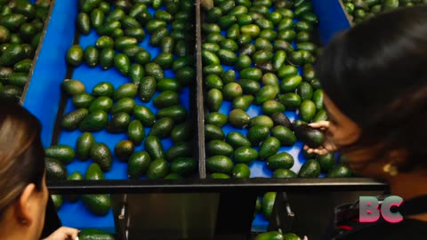 USDA Suspends Avocado Inspections in Mexico, Citing Security Concerns