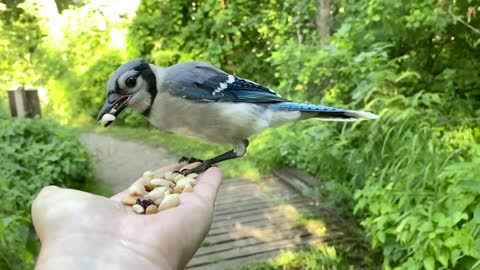 Hand-Feeding Birds in Slow Motion - The Blue Jay.