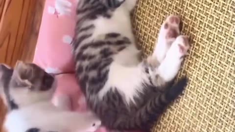 Cute And Funny Cats 😍😍😅😅 #cat #catsofinstagram #cats #catlover #pet #viral #shorts #reels #catsshare