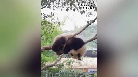 Panda Teamwork - Aww Cute Panda - Funniest Animals Compilation - Funny Video