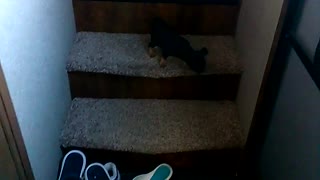 Small black dog falls down the stairs