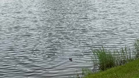 Hooked alligator on fishing pole