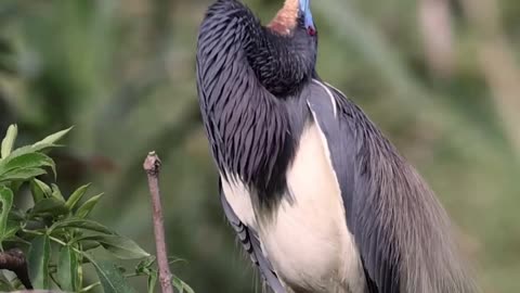 Tricolored heron displaying to attract a mate