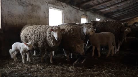 Herd of sheep. Dity lambs and sheep in a stable. Sheep in barn