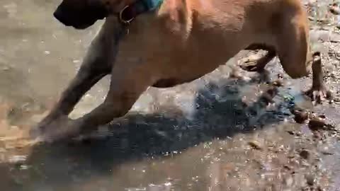 Dog plays with a rock!