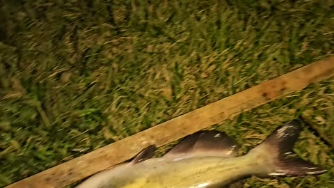 21 inch 3 lb channel cat