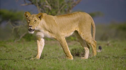 impressive Lioness Walking Towards Camera