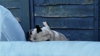 Pug Puppy Can't Quire Make the Climb into Hot Tub