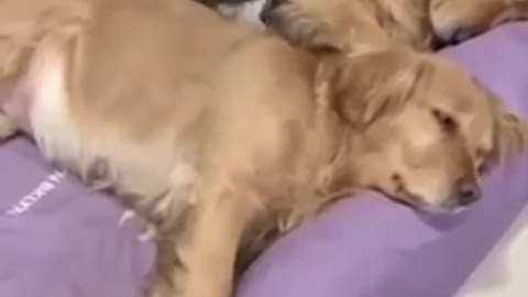 Dogs & Cats Love ❤️ | Cute Pets Whatsapp Status | Animal Lovers | #Dogs #Cats #WhatsappStatus