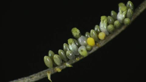 Time Lapse of Ladybug - Animal Eduacation - Life Cycle 1