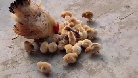 mother chicken with chicks