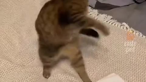 Hilarious Cat vs. Balloon Battle!