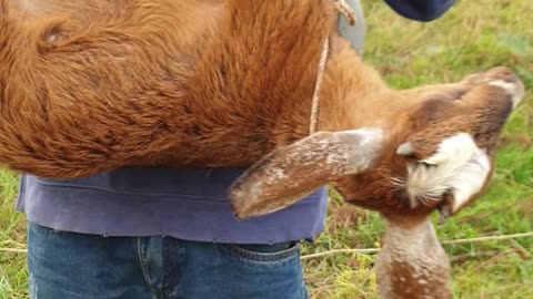 take beautiful goat, cute goat