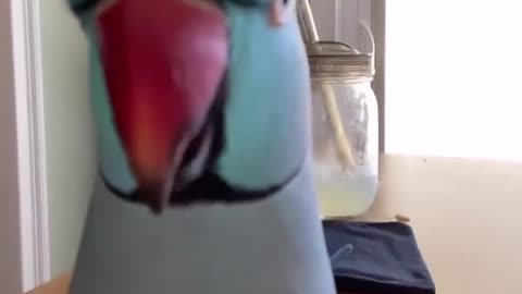 What a cutie parrot, he's talking like a boss