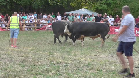 Sultan od Đerzića vs Brisko od Huskanovića Stražbenica 2024