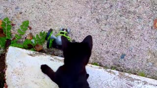 Kitten Discovers the Wheel