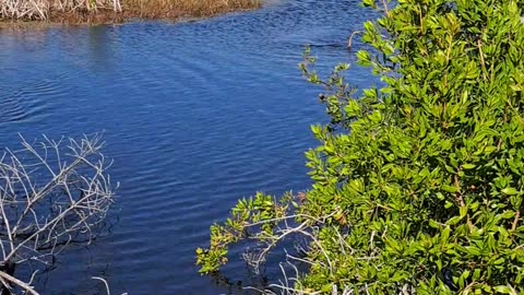 Pelicans, Anhinga's and sharing with my children all over the world. Florida