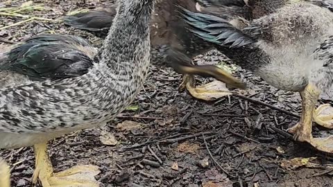 🦆Ducklings Chilling After A Rain 🦆 #grumpyacresfarm #ducklings #animals