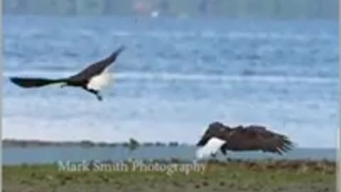 amazing eagle skill