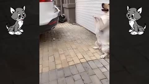 Videos de gatos y perros graciosos, imposible no reirse