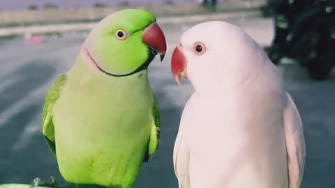 Cute couple birds