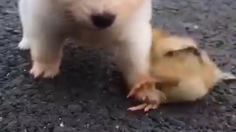 Small dog playing