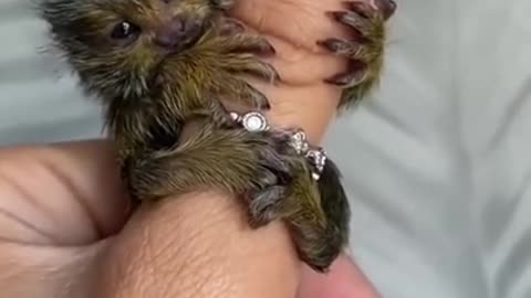 A pretty finger monkey