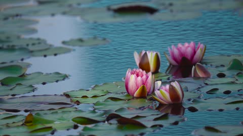 water lilies