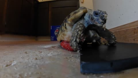 Tordy The Tortoise The Messy Eater