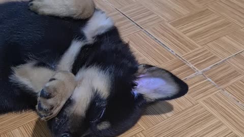 Dog has the funniest sleeping position on earth