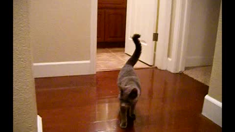 Cat Has Toilet Paper Stuck to Foot