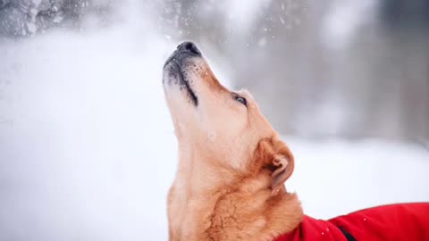 Blonde dog in red shirt stares at slowmo snow