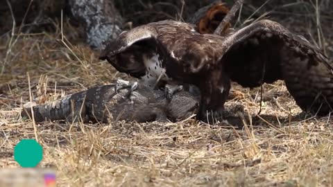 Eagle attack and eat alive monitor lizard, survival skills