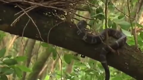 The baby bird was eaten by a snake. The mother bird bravely protected