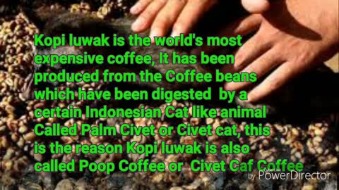 Civet Coffee Kopi Luwak - Most rare and expensive coffee in the world