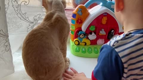 a-cute-baby-playing-with-his-toys-and-cat