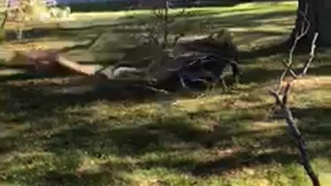 Man falls pulling tree branch