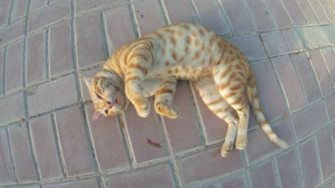 CHRIS MARTIN & MICHAEL JACKSON - Homeless cats in Ras Al Khaimah, UAE #ChrisMartin #MichaelJackson