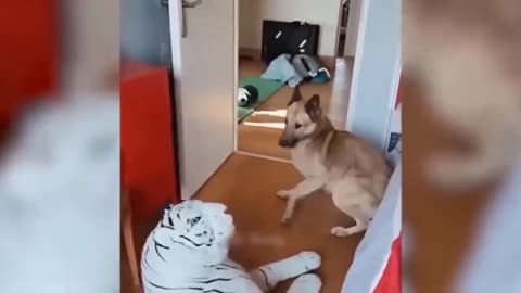 Funny Animal Videos 2023 🥰 - Funniest Dogs and Cats Videos 😁