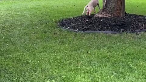 Squirrel Has A Wild Survival Strategy